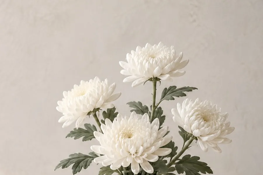 흰 국화 꽃송이